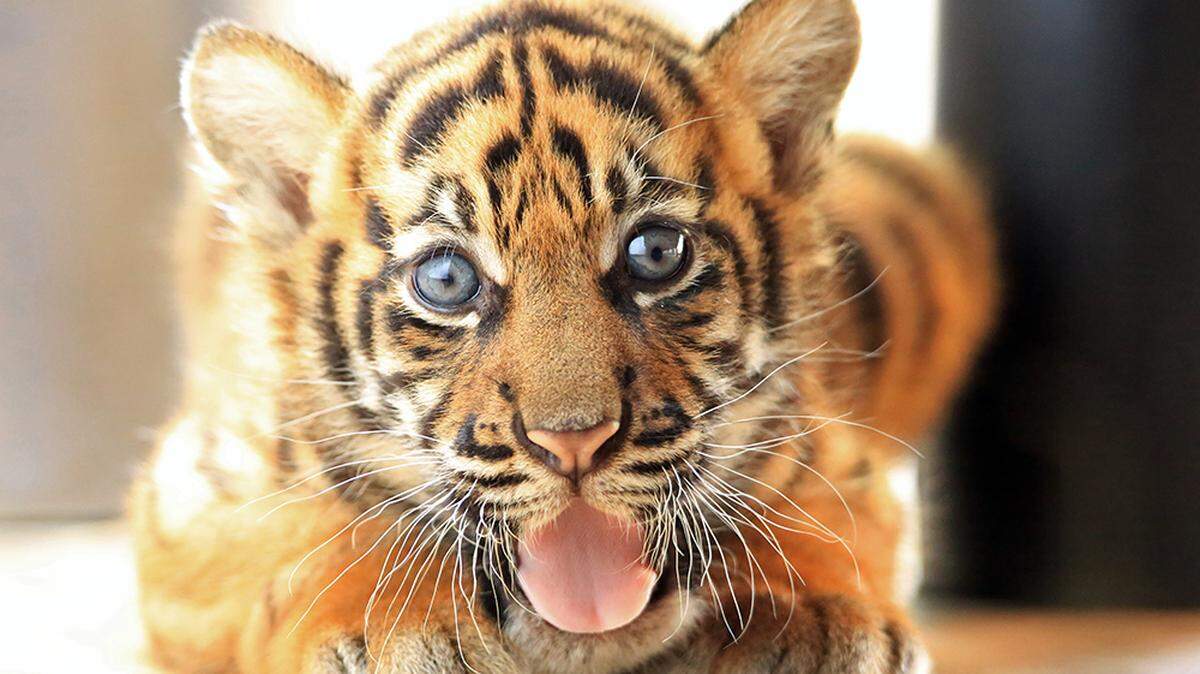 Leeloo and Berani’s newborn Sumatran tiger cub at six weeks at Zoo Miami in October 2023.