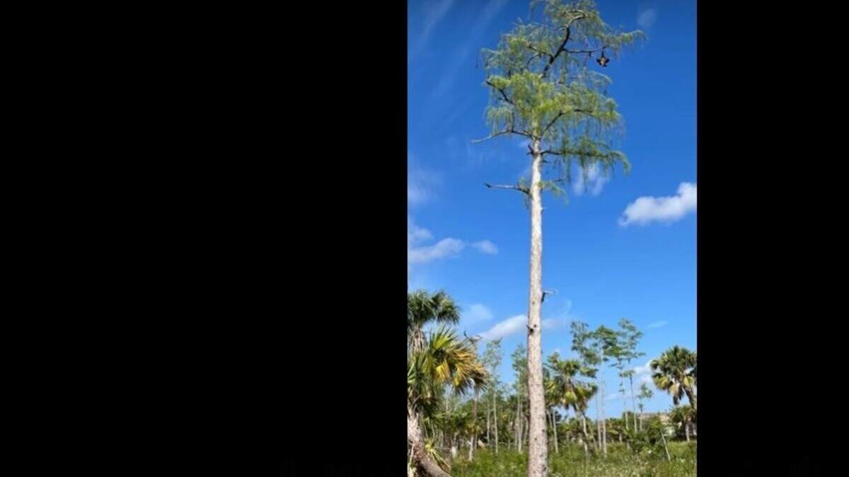 Caracara crestado atascado en un árbol en Naples