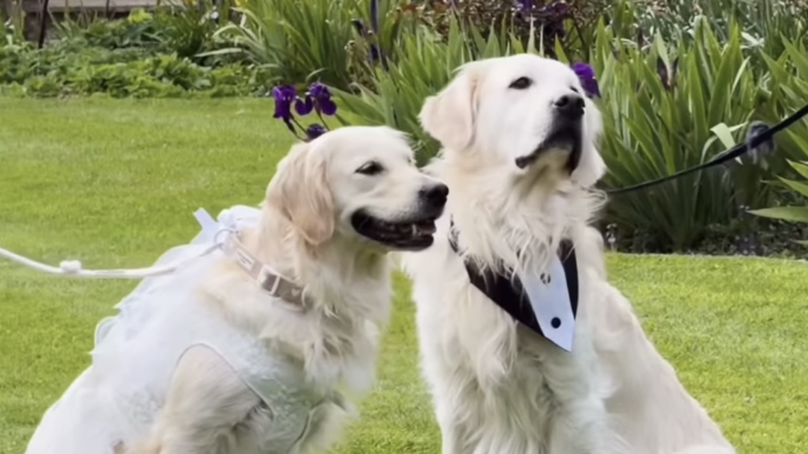 Golden Retrievers Tie the Knot in Charity Wedding With 60 Guests and Viral Buzz