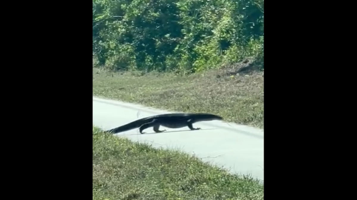 A stunning lizard the size of an alligator seen wandering along a busy road in southwest Florida is likely an Asian water monitor, according to the Florida Fish and Wildlife Conservation Commission.