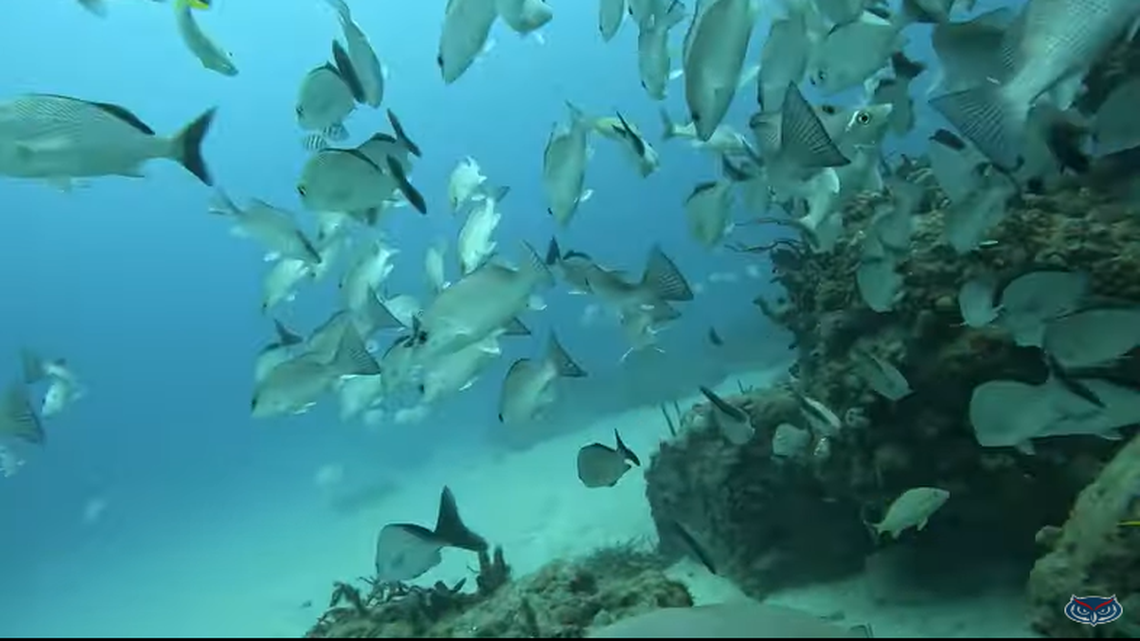 This image shows what the nurse shark was seeing as it repeatedly swam around an artificial reef of Boynton Beach Inlet along Florida.