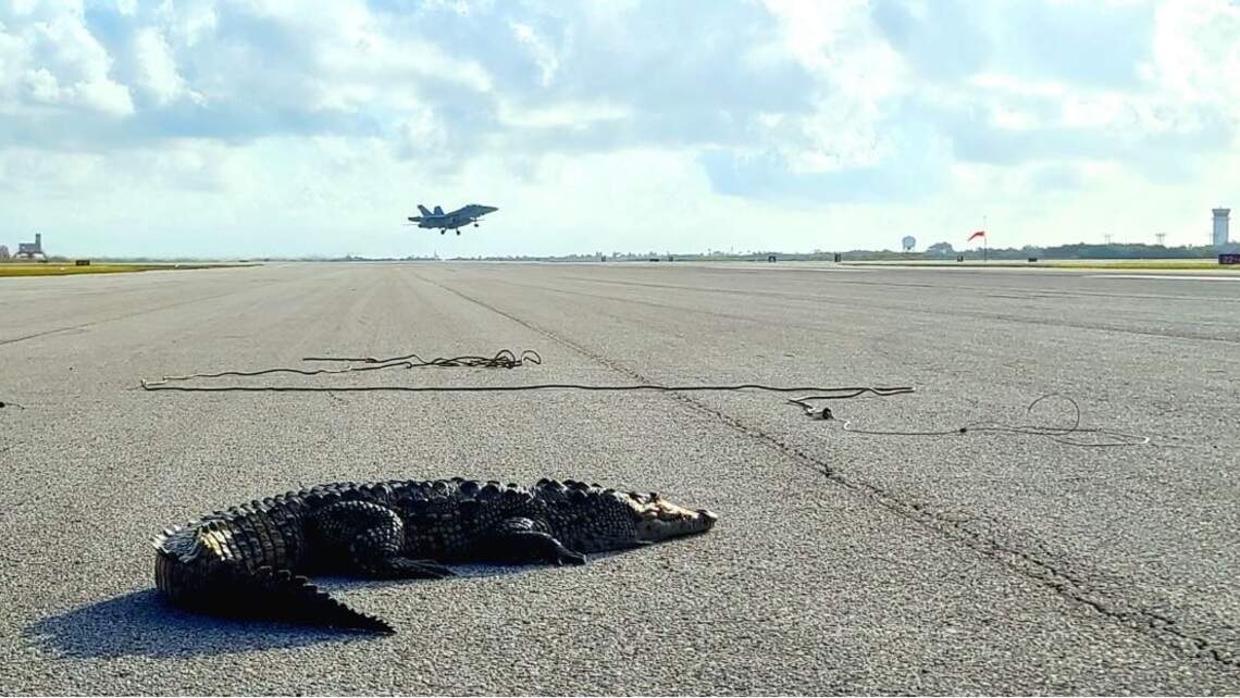 A crocodile blocked a Navy airfield in Key West. The military needed to call for help