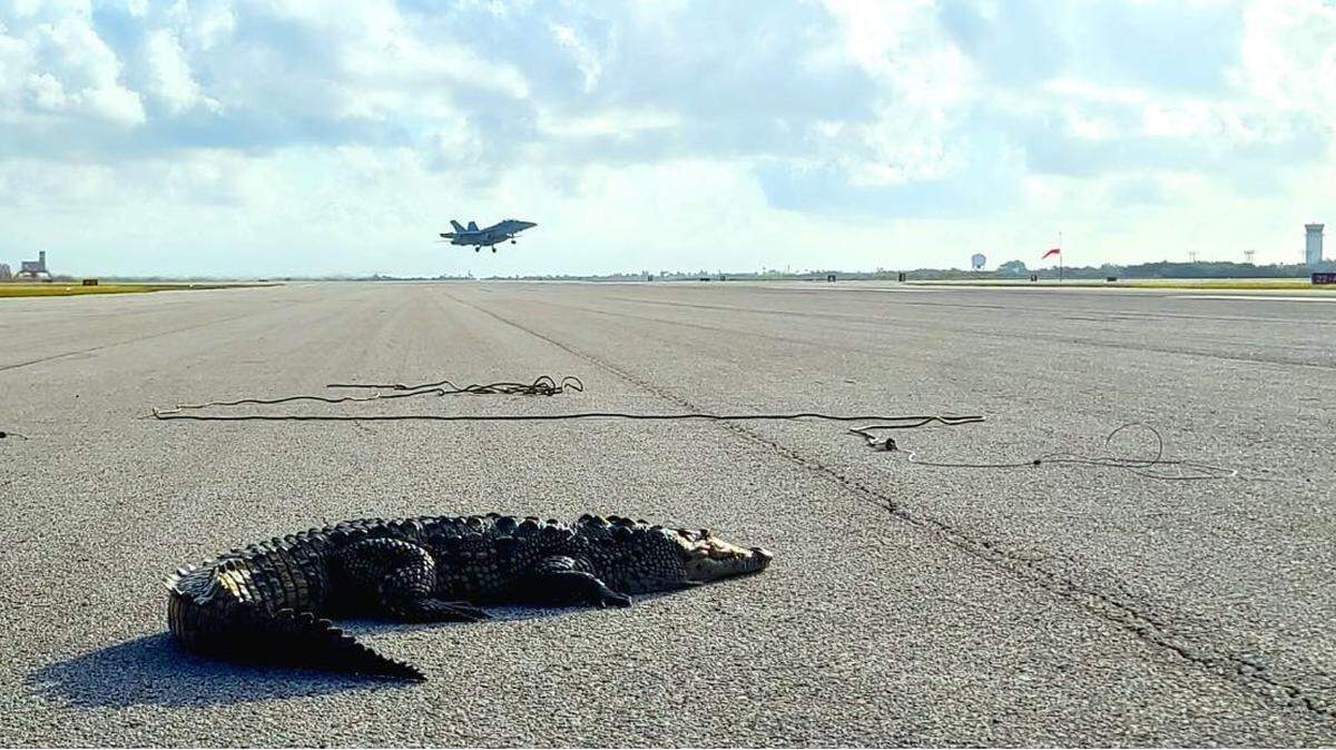A crocodile suns itself on the airfield at Naval Air Station Key West on March 10.
