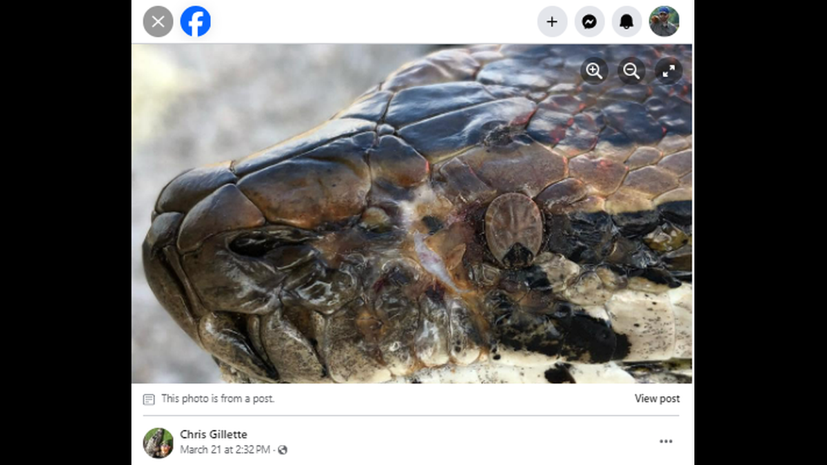 Wildlife adventure guide Chris Gillette reports he came across this python with a tick feeding in its eye socket while in Florida’s Everglades.