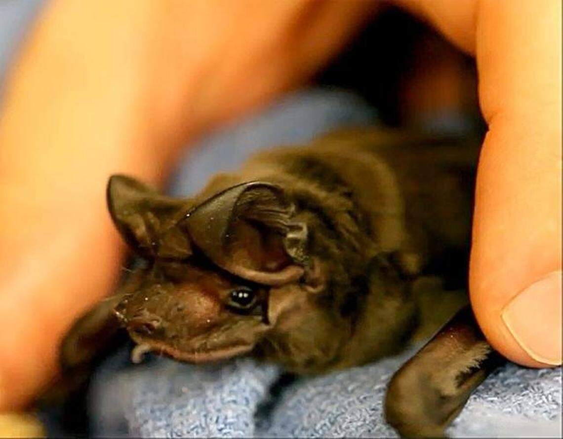A rare, baby Florida bonneted bat has a new home: a sleeping bag made out of a camera pouch at Zoo Miami.