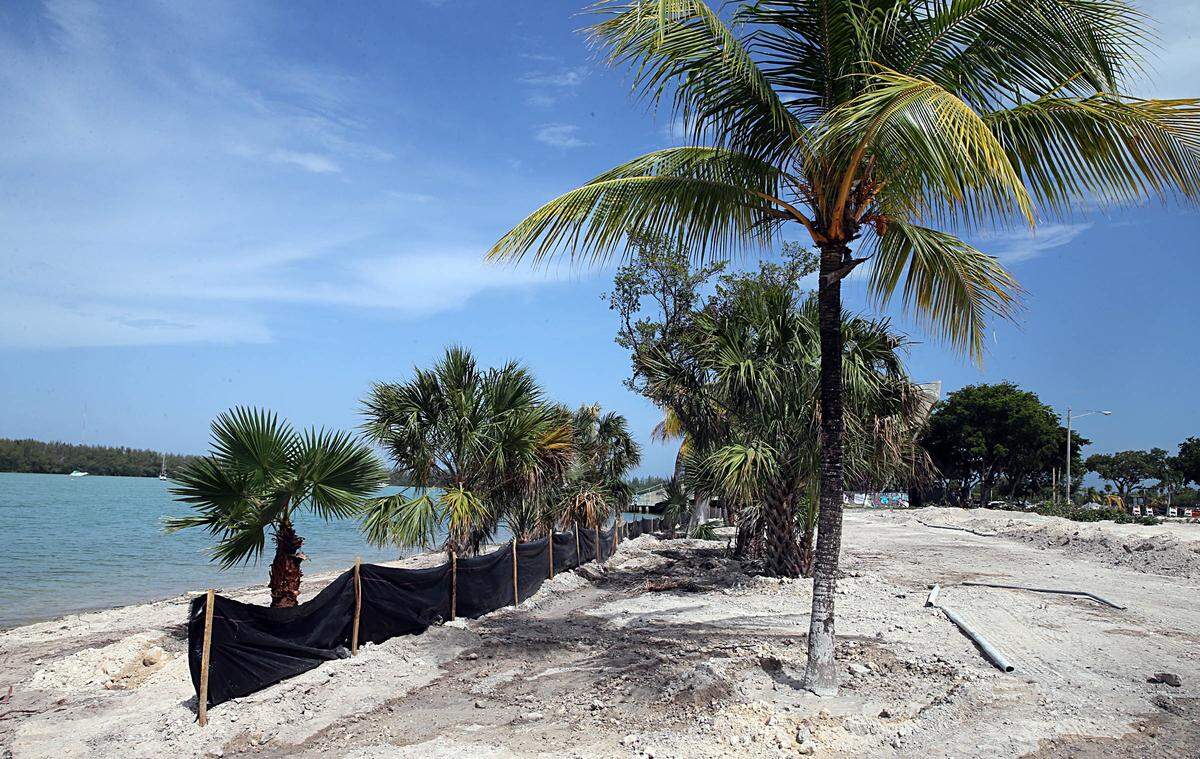 After protected red and black mangroves were chopped down along the shoreline at the historic marine stadium, palms, shown here in 2015, were planted in preparation for the Miami International Boat Show, which relocated from Miami Beach to the stadium.