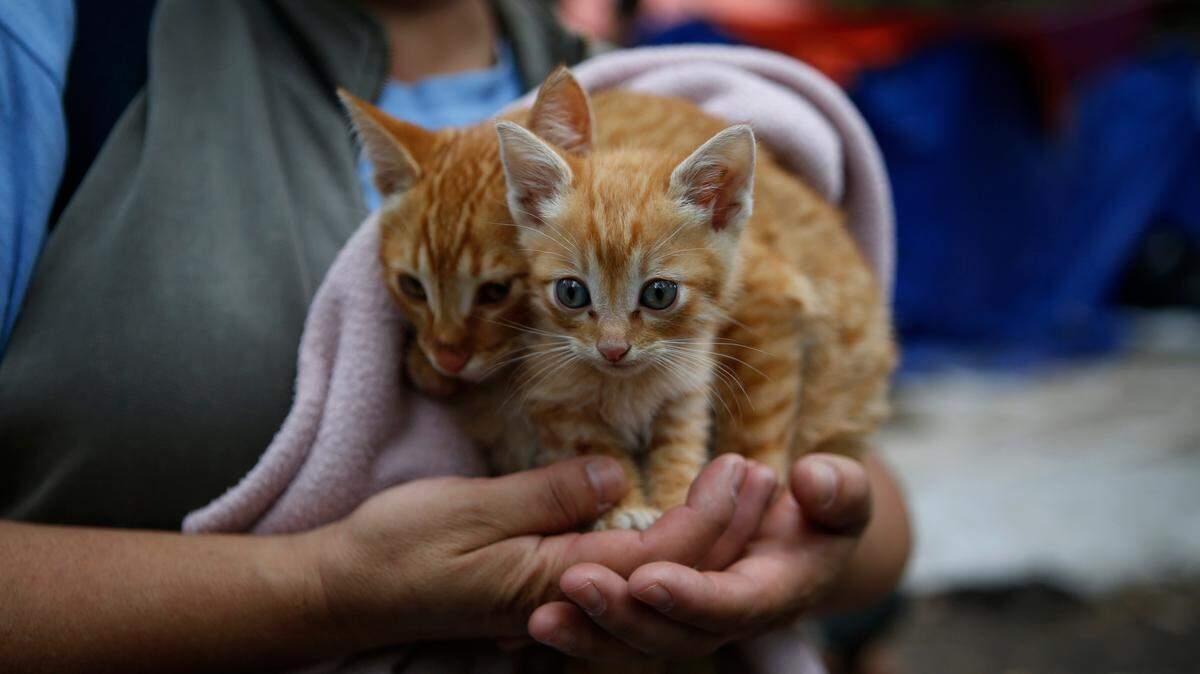 An animal shelter in Indiana was accused of euthanizing kittens — not these pictured above — in a freezer.