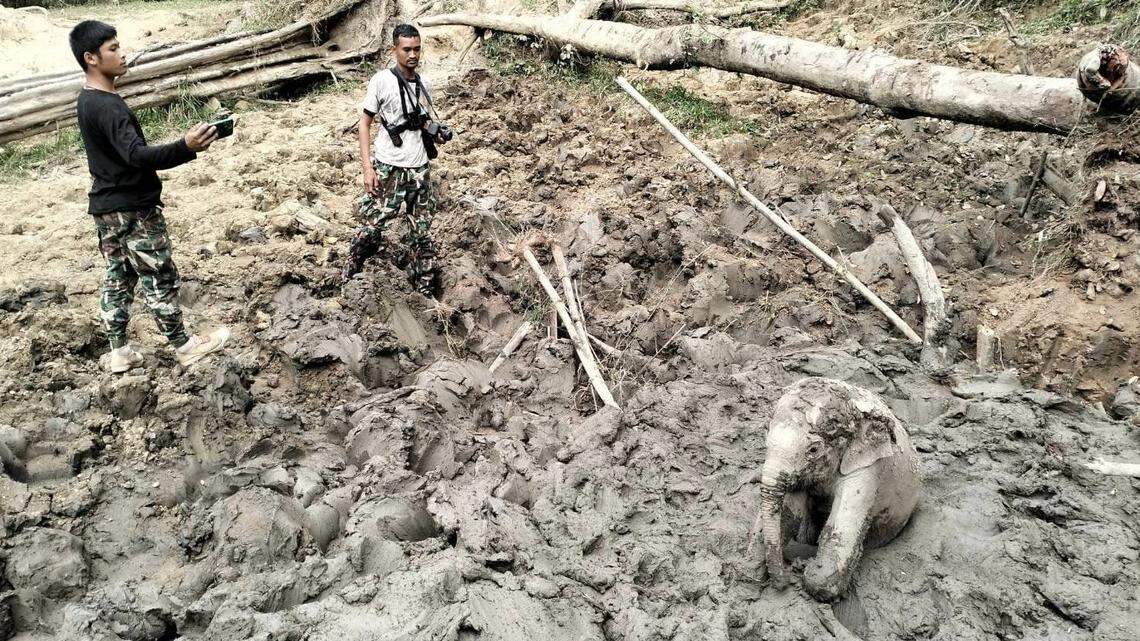 Park rangers rescued a baby elephant after it was trapped in mud in Thailand, officials said.