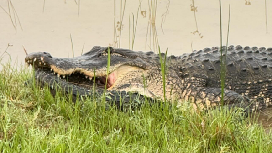 Sue Edwards says she stopped to take photos and realized the alligator was looking back at her.