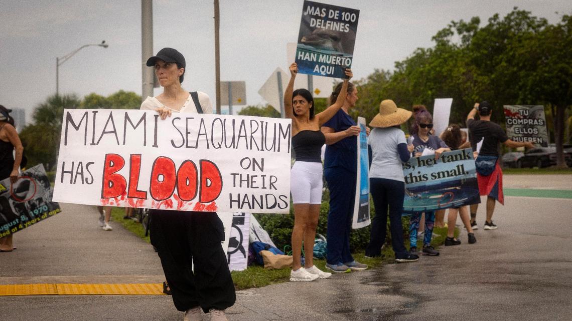 ‘Infamy’: Animal-rights advocates protest death of Lolita at Miami Seaquarium. See photos