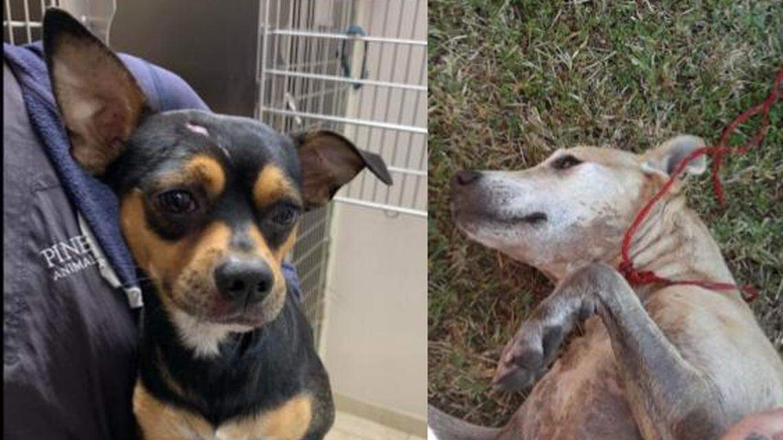 Watch as a Florida police station works hard to save two lost dogs from interstate, canal