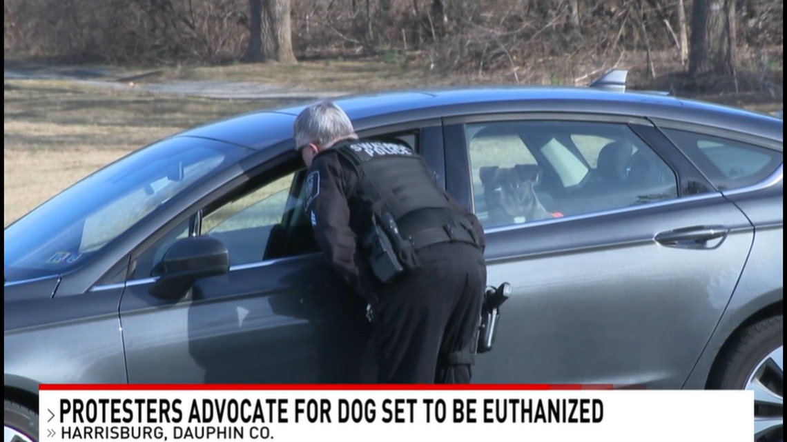 A volunteer at a Pennsylvania animal shelter took off with a dog that was scheduled to be put down and is at the center of a controversy involving euthanasia.