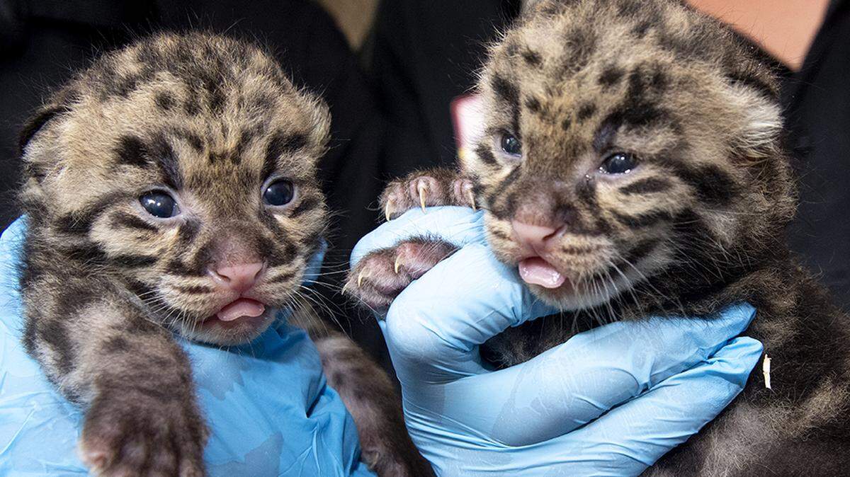 Two highly endangered clouded leopards were born at Zoo Miami Feb. 11