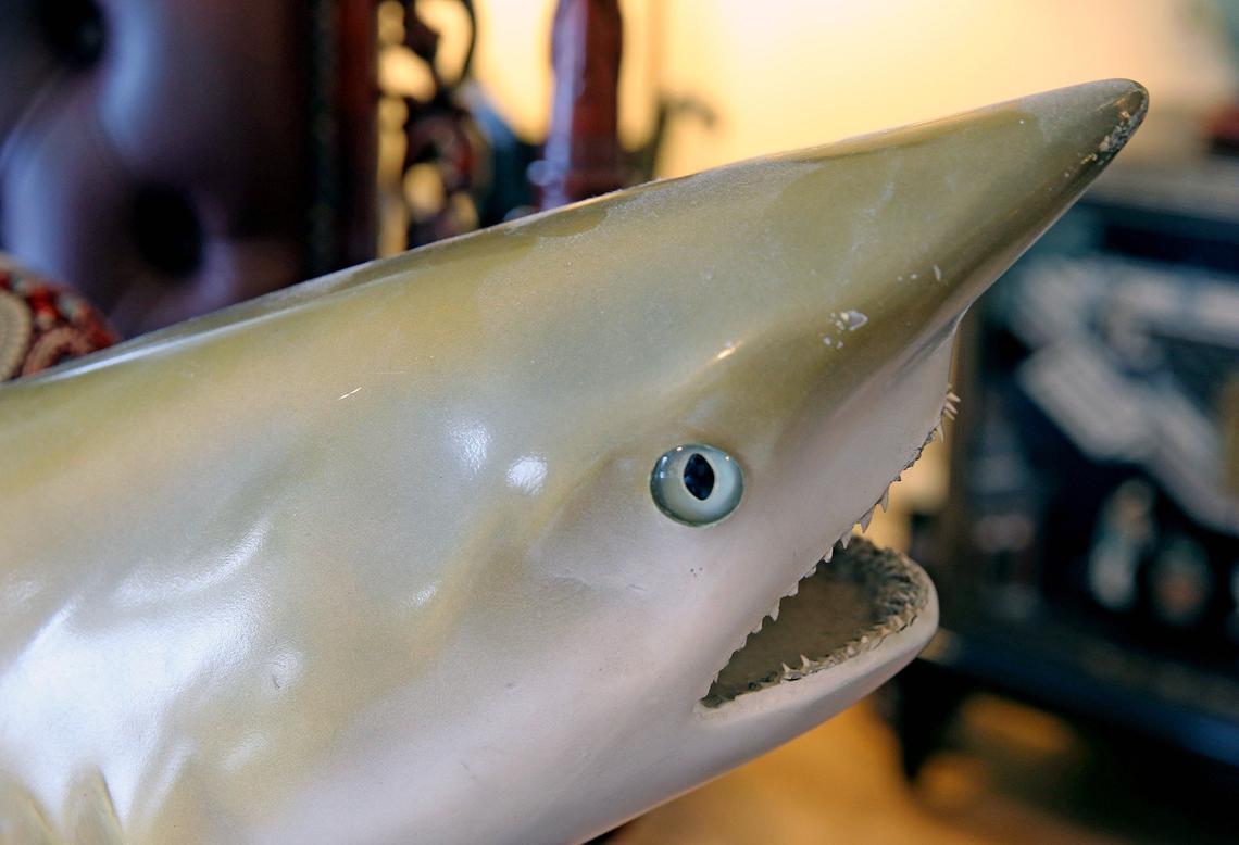 The teeth of Oscar, experts say, almost certainly identify the fish as a silky shark.