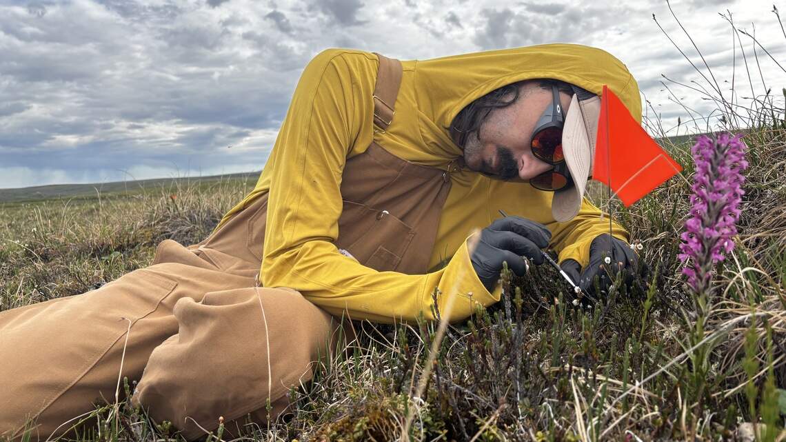 This Arctic plant has a bad rep. Florida scientists are trying to exonerate it