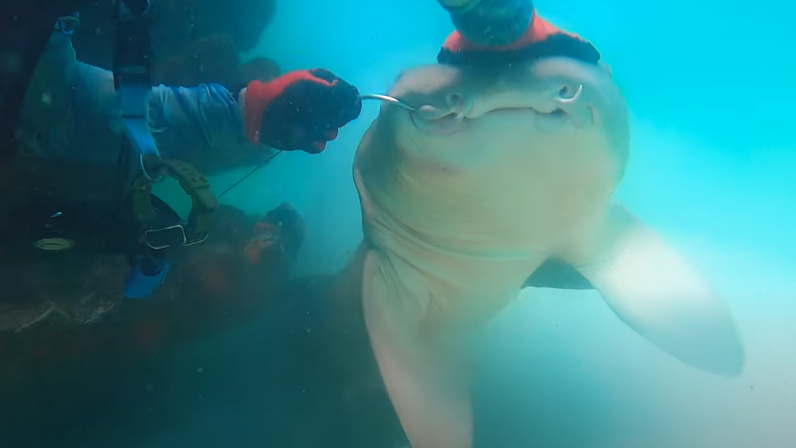 A very brave diver decided to try rescuing an entangled shark, and video of the encounter shows the shark was not only uncooperative but it stole the diver’s fancy pair of pliers.
