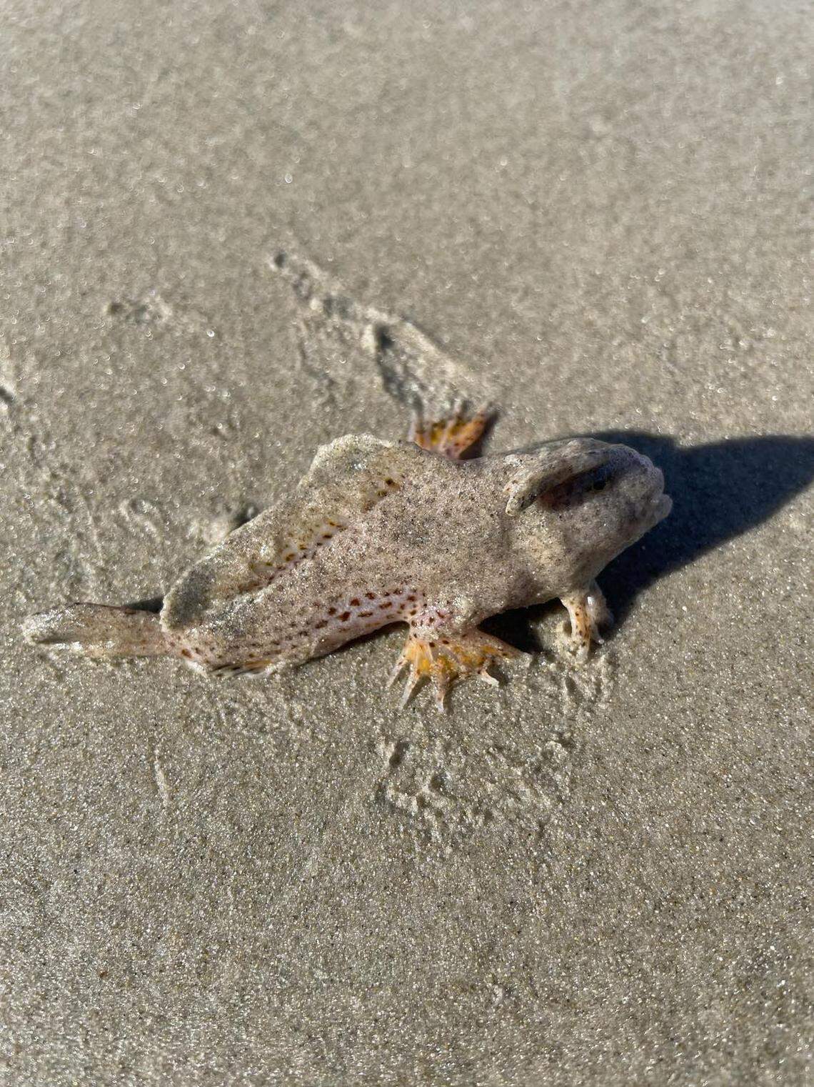 The spotted handfish found on a beach in Tasmania.