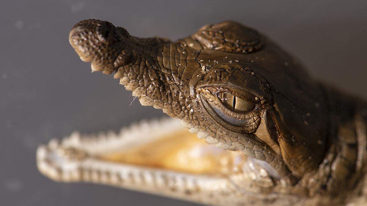 Critically endangered Orinoco crocodiles began hatching May 2 and are expected to continue for the next several days.