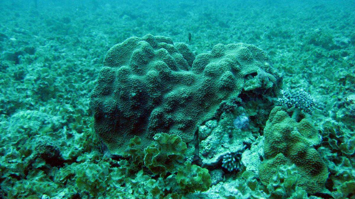 Incredibly loud popping sounds emit from rocky coral off the coast of Brazil, revealing a tiny, hidden crustacean.