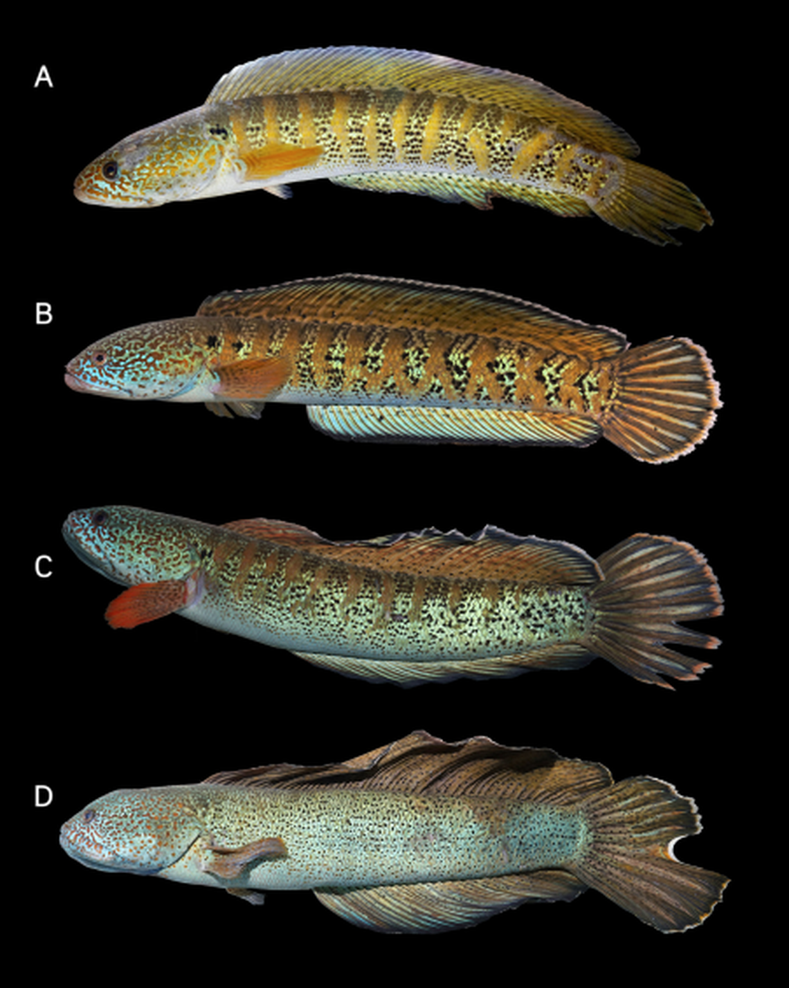 The fish was described as “gorgeously colored” with iridescent blues and greens, according to the study.