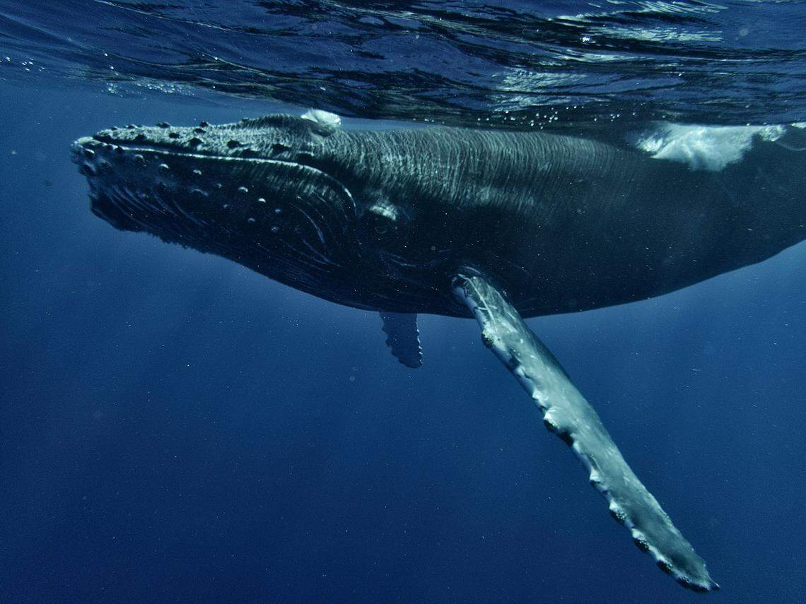 Humpback whales make an annual migration past Australia’s coasts as they move back and forth to warmer waters.