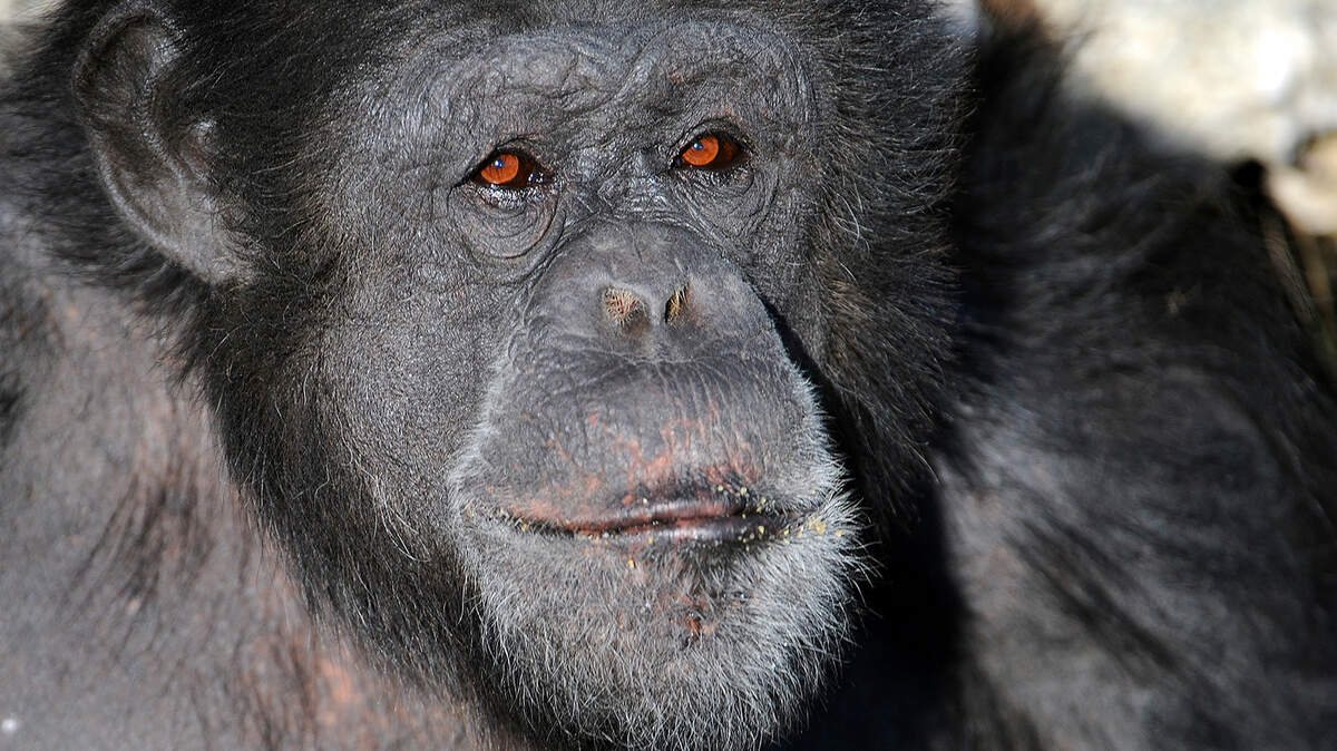 Bocco died unexpectedly Aug. 27, 2018, at Zoo Miami.