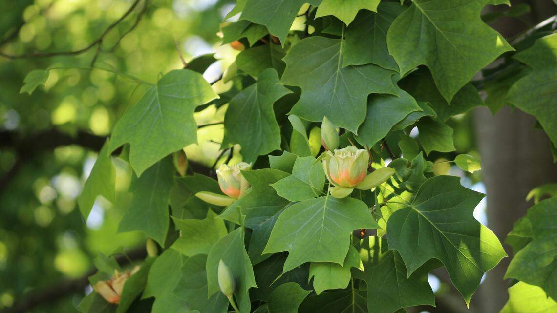 On tulip trees and ornamental shrubs across the Northeast, small cocoons appear ahead of the summer solstice.