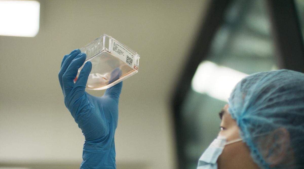 A scientist looks at some of the meat cells in the lab.