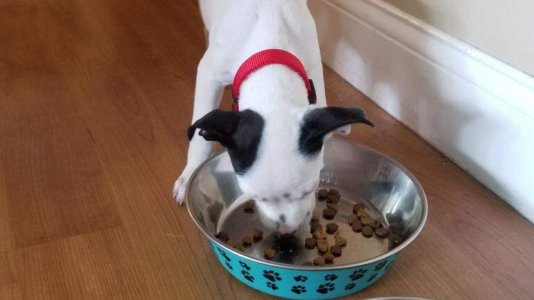 Almost nine months of dog treats sold exclusively at Sam’s Club have been recalled