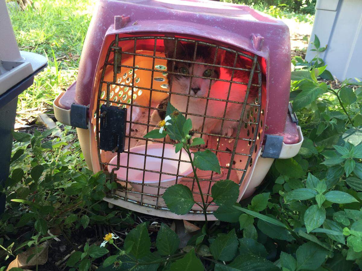 One of the cats rescued in February 2018 at the Northeast Miami-Dade home of Cheryn Smilen, a pet-rescue volunteer accused of animal cruelty.