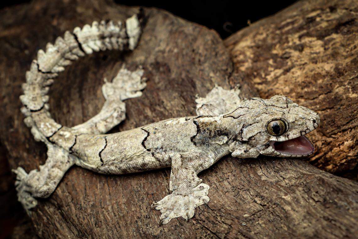An adult Mizoram parachute gecko, or Gekko mizoramensis.