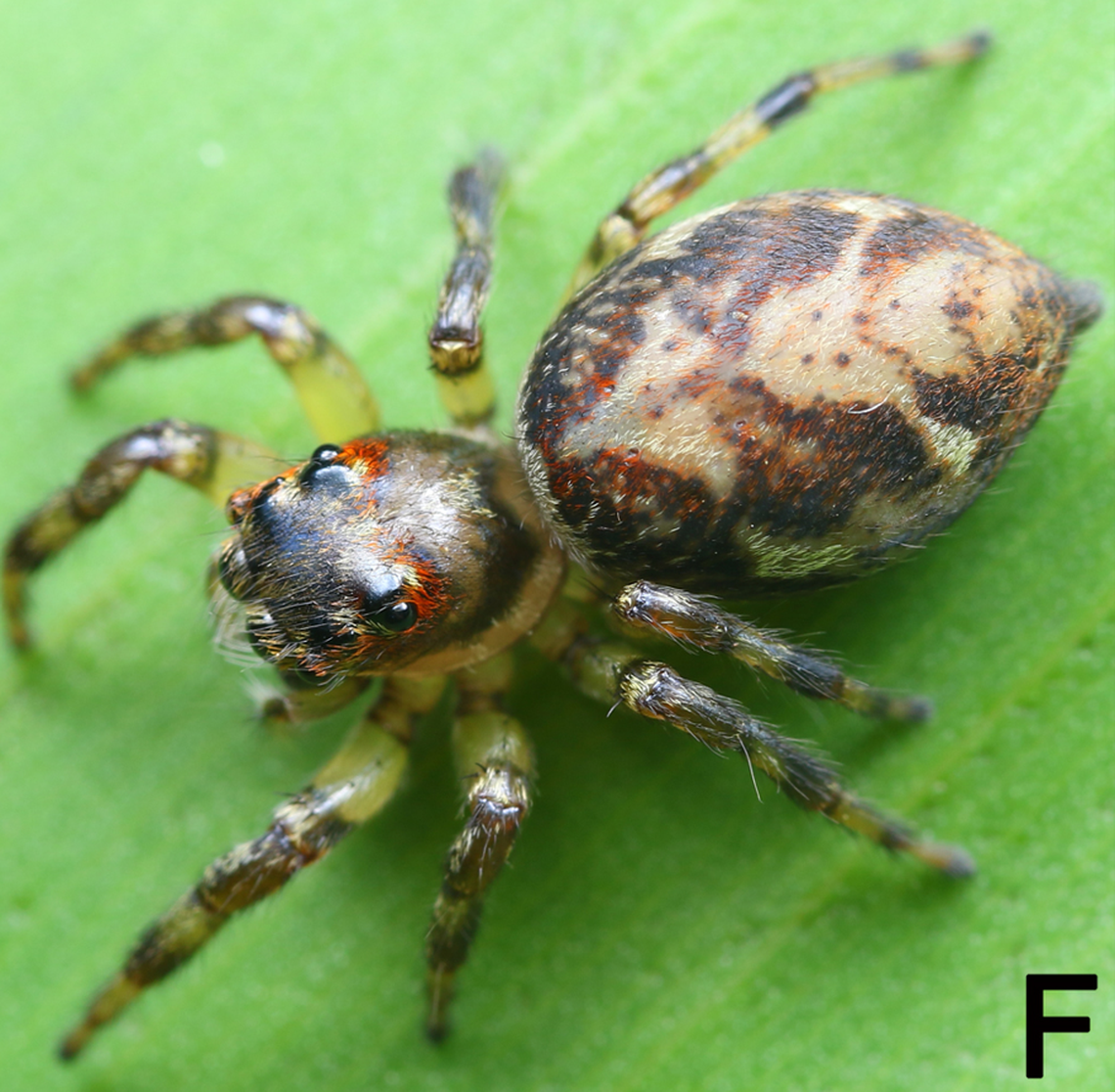 A female Pancorius guiyang, or Guiyang jumping spider, sitting on a leaf.