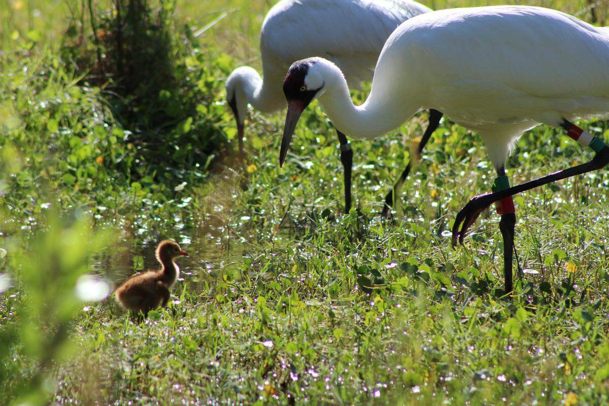 A pair of endangered whooping cranes, which now number less than 800 in captivity and the wild in North America, hatched two rare chicks at a North Florida refuge this spring.