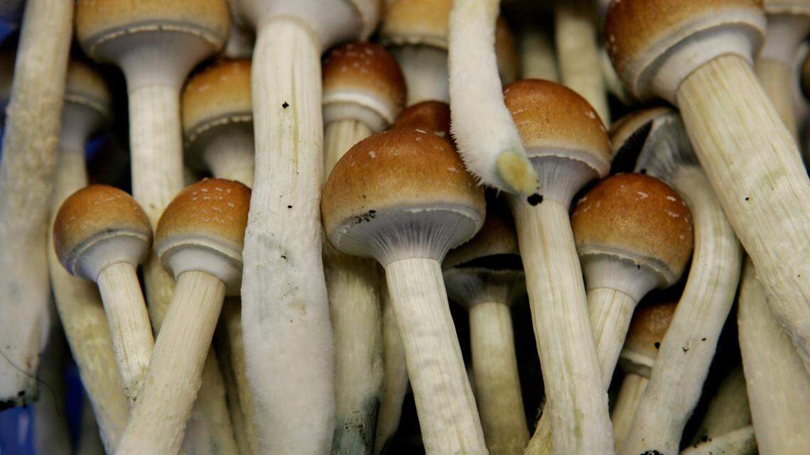 Dozens of doctors, nurses and other health care professionals will consume doses of the key ingredient in “magic mushrooms” as part of a clinical trial to test whether the psychedelic can help relieve their depression and anxiety. 