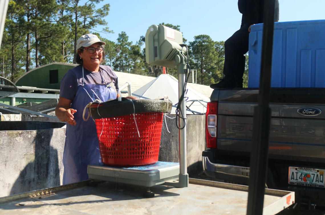 Jane Evans Davis weighs tilapia on a scale at Evans Fish Farm on Thursday, February 27, 2025.