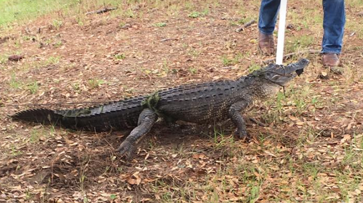 This alligator was spotted prowling around a school in Ponte Vedra Beach.