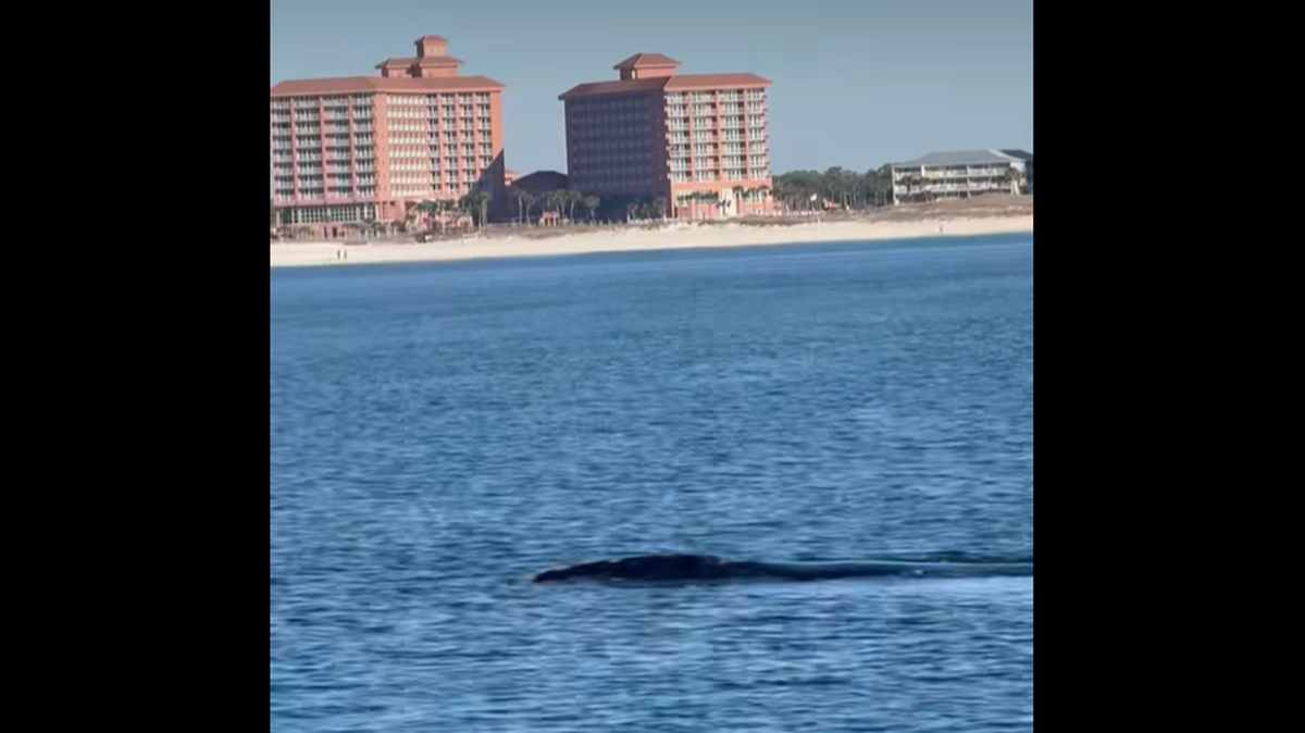 Fishermen spotted two large endangered creatures swimming along the Alabama coast — a rare sight for the region, experts said.