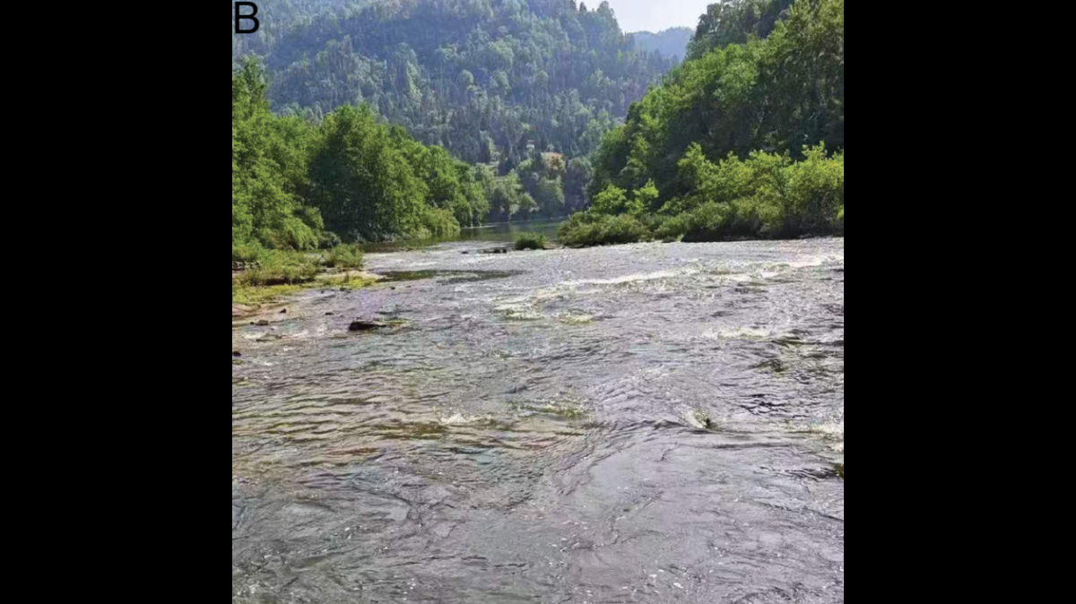 In a slow-flowing river in central China, two new species were discovered in the pristine environment.