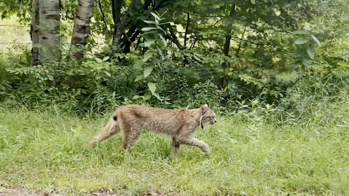 Rare Canada lynx spotted Aug. 17 in Vermont.