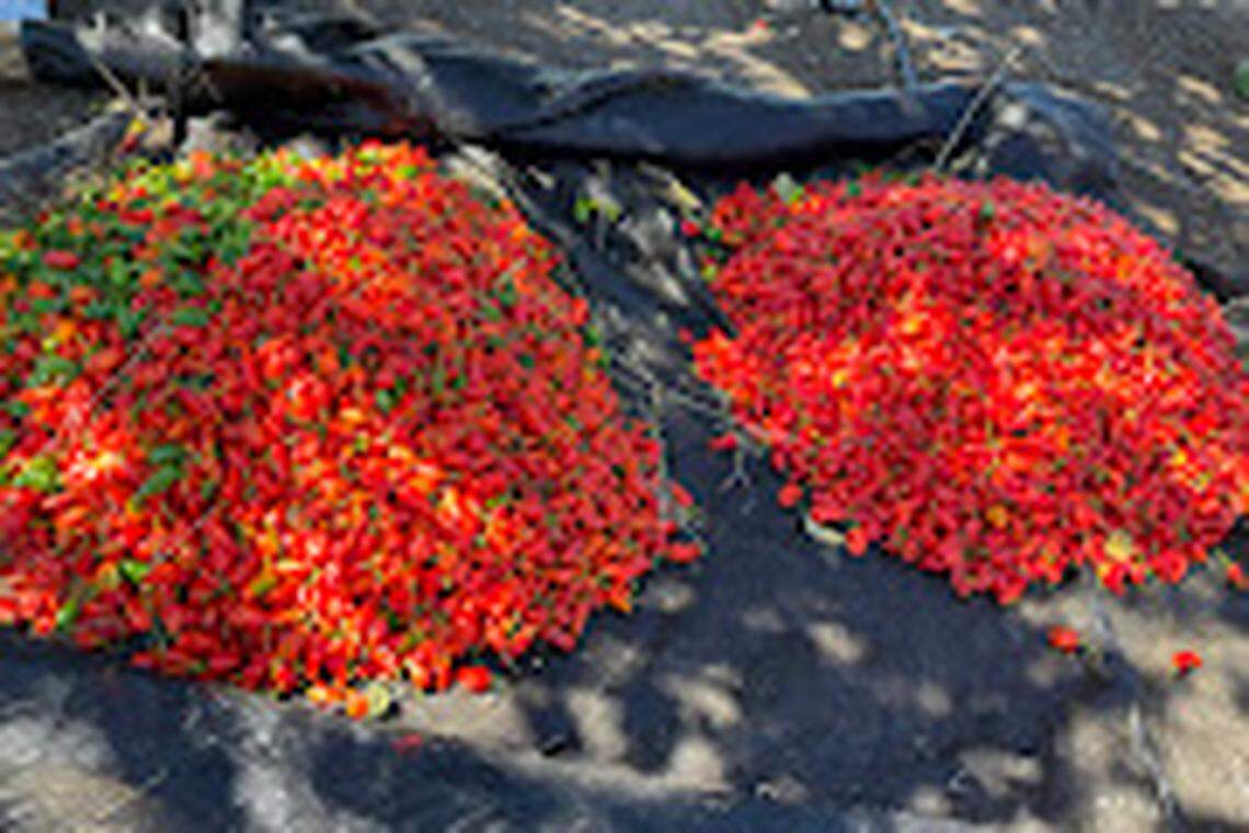 A group of young entrepreneurs from Port-au-Prince are helping farmers in northern Haiti grow peppers. This variety known as “Piman Bouk,” is among the peppers being developed in Paulette, Haiti. l 2023 by the company AGRILOG.