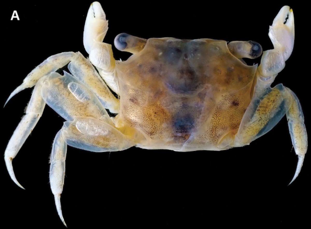 A Parasesarma otiense female.