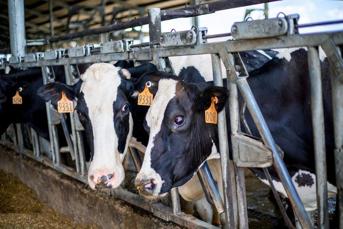 Las vacas se alojan en establos de estabulación libre donde pueden comer y descansar cuando quieren. Las vacas lecheras suelen orinar y defecar de 150 a 200 libras al día, un suministro de estudio de estiércol que se usa para crear 'biogás' entregado a un gasoducto cercano.