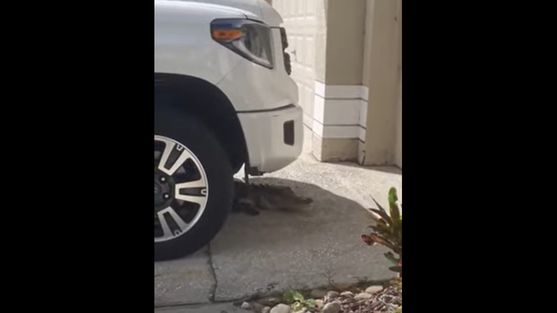 A Florida family discovered an alligator hiding under their pickup in a Tampa cul-de-sac, video shows.