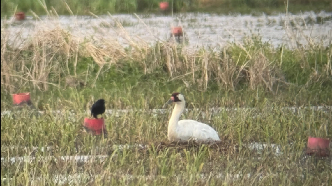 This is a photo of the widowed crane’s new mate she met in Louisiana, officials say.