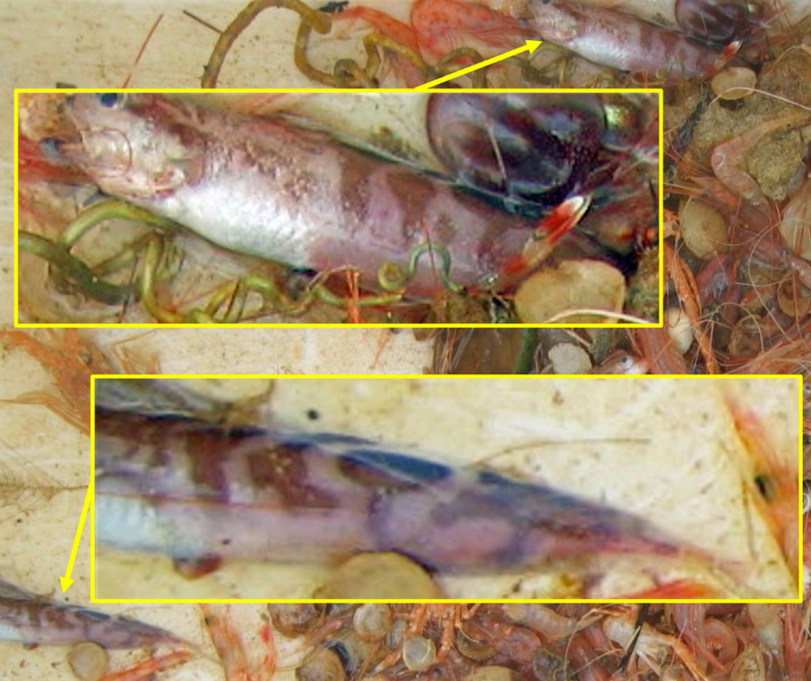 Two Neobythites superocellatus fish caught by trawling in the Solomon Sea.