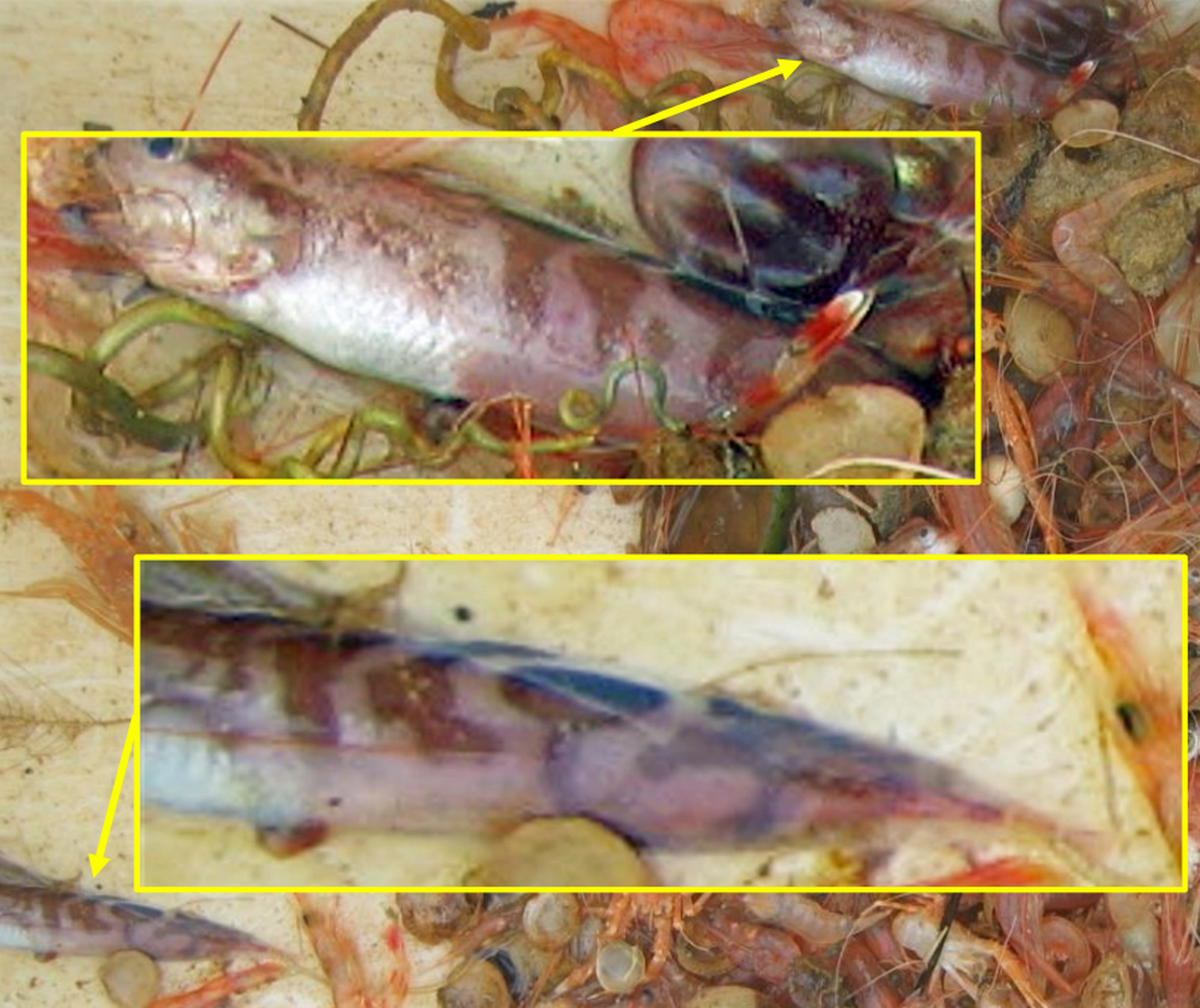Two Neobythites superocellatus fish caught by trawling in the Solomon Sea.