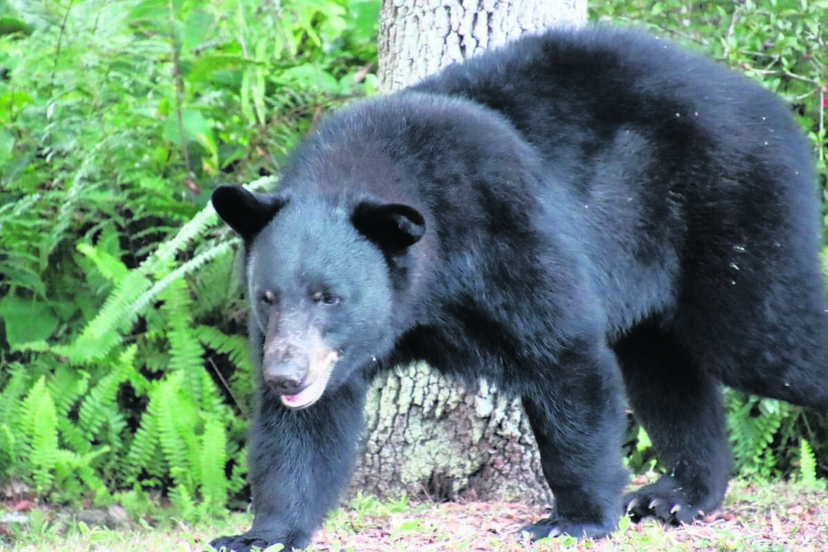 Many of the activists whose records were searched opposed Florida’s approval of a hunt for bears.