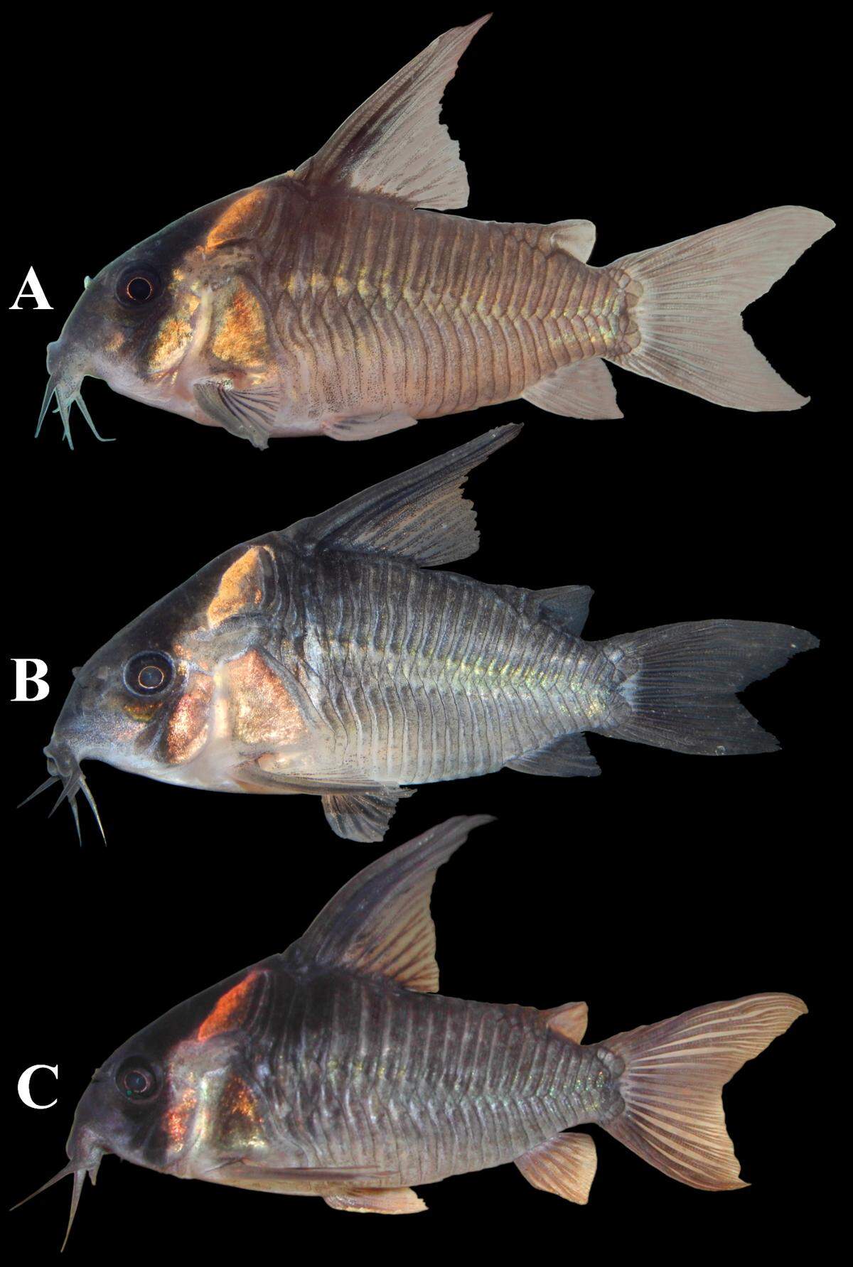 The species can vary in color, researchers said.