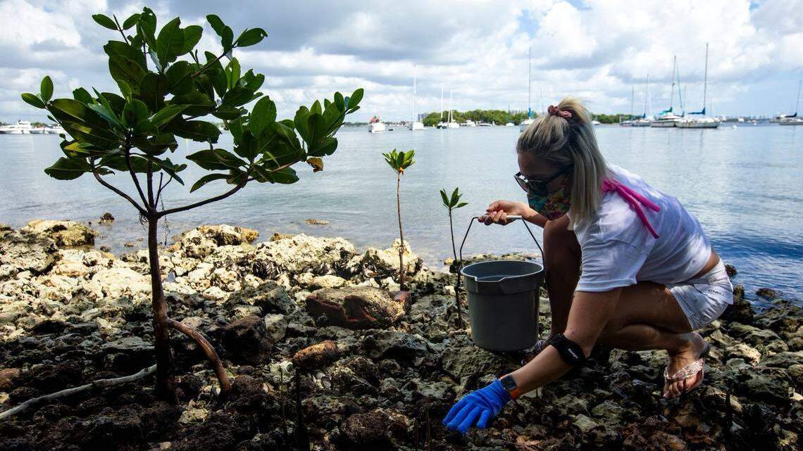 A woman takes part in a volunteer event to clean up Biscayne Bay and surrounding areas.
