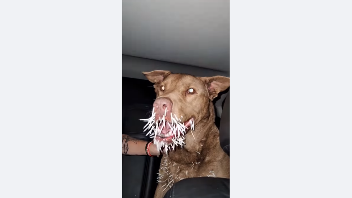 Chester, a nine-year-old pit bull-mix, encountered a porcupine during the early morning hours of Sept. 2, in the backyard of his owner’s New Jersey home.